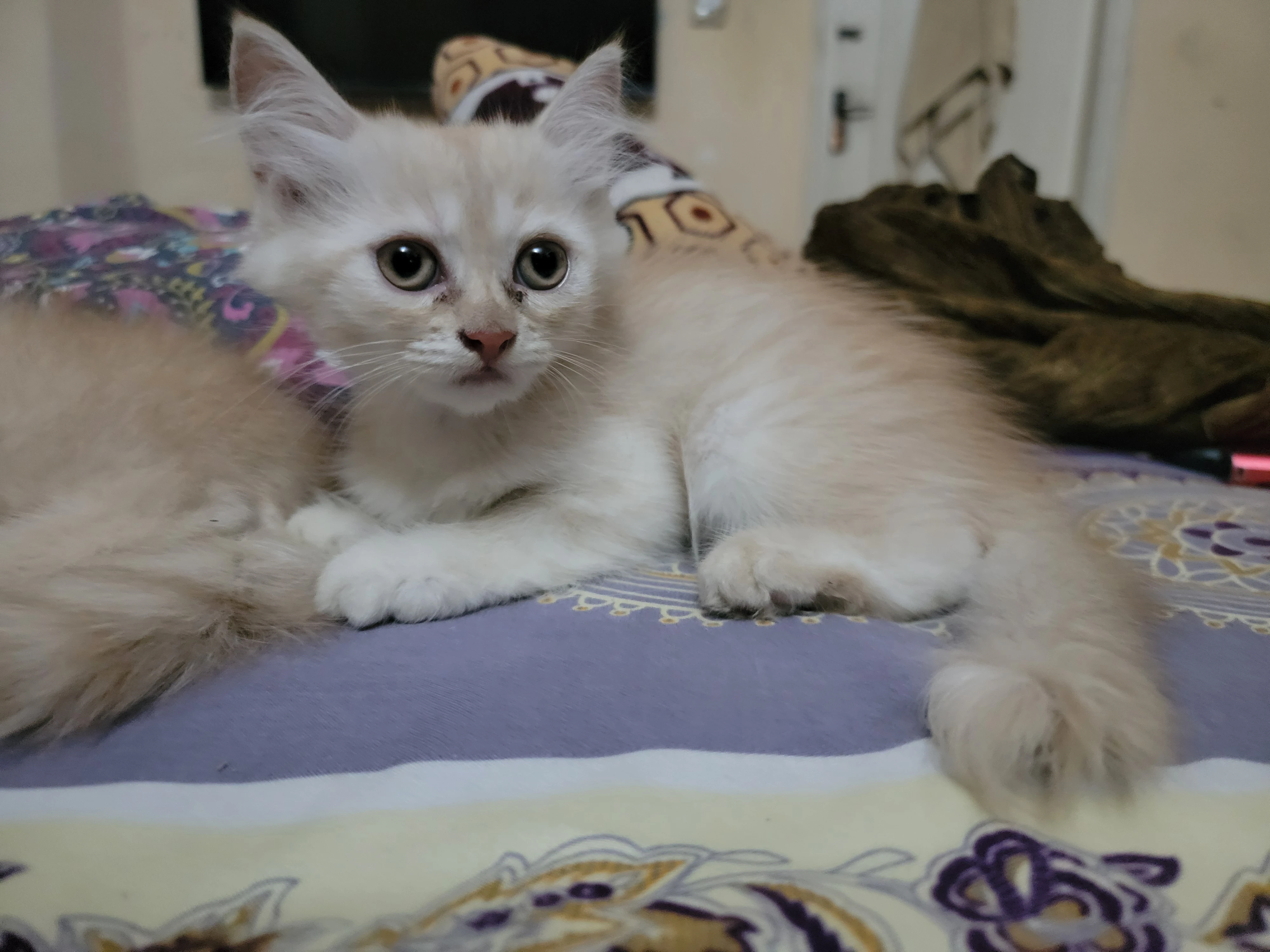 Pure persian double coated