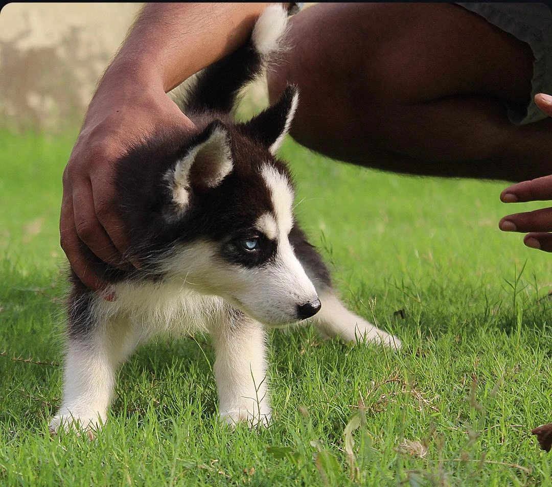 Husky puppies pair for sale