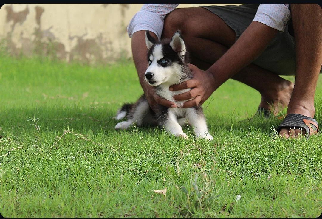 Husky puppies pair for sale