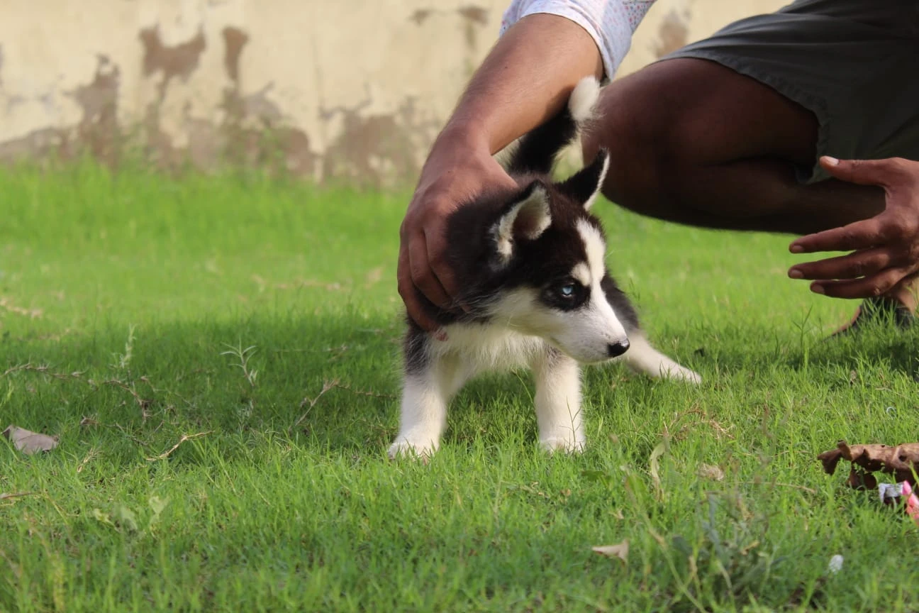 Husky puppies pair for sale