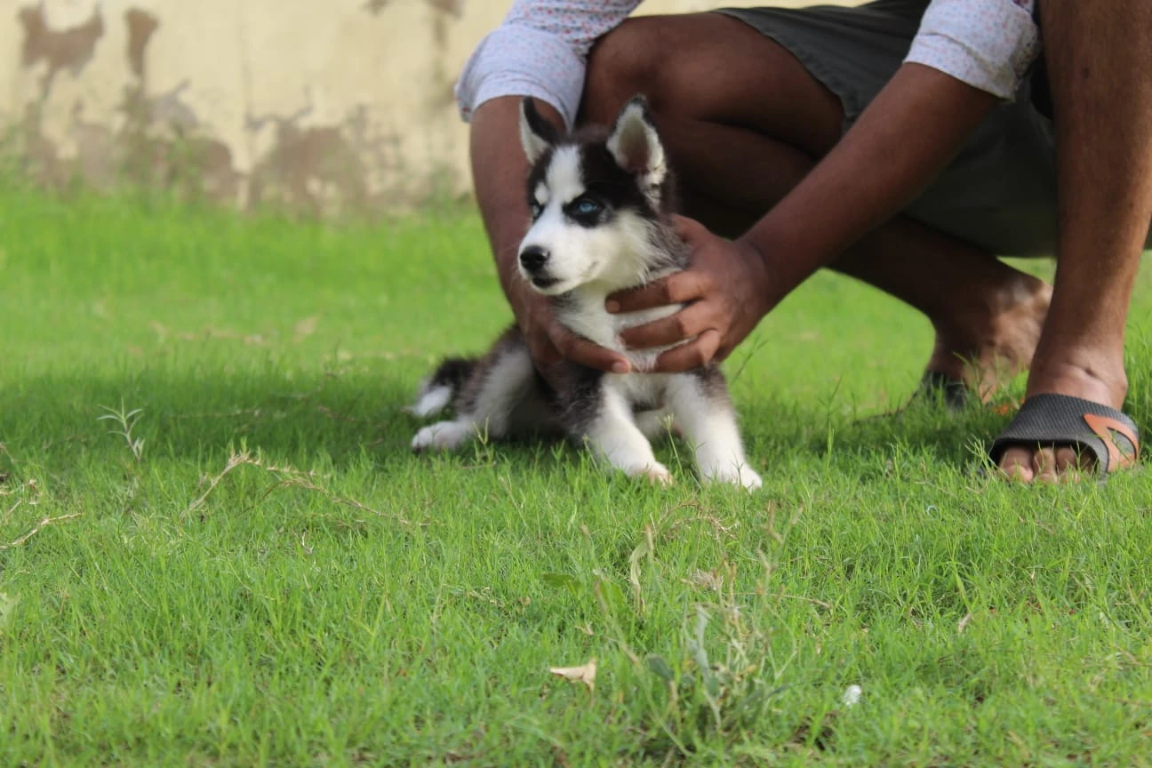 Husky puppies pair for sale