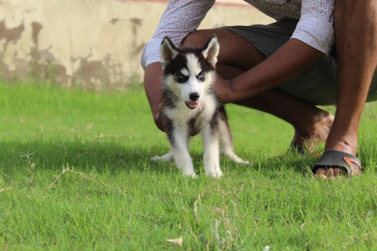 Husky puppies pair for sale