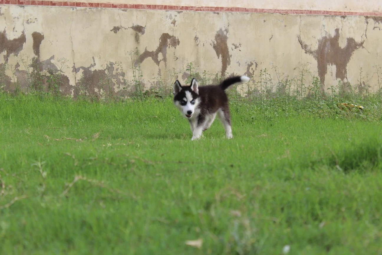 Husky puppies pair for sale-Image 6