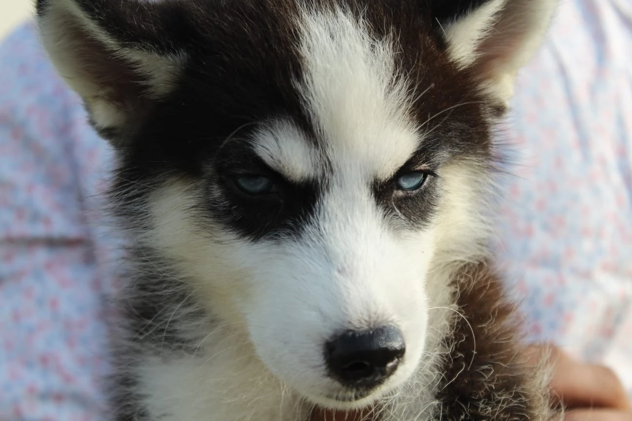 Husky puppies pair for sale