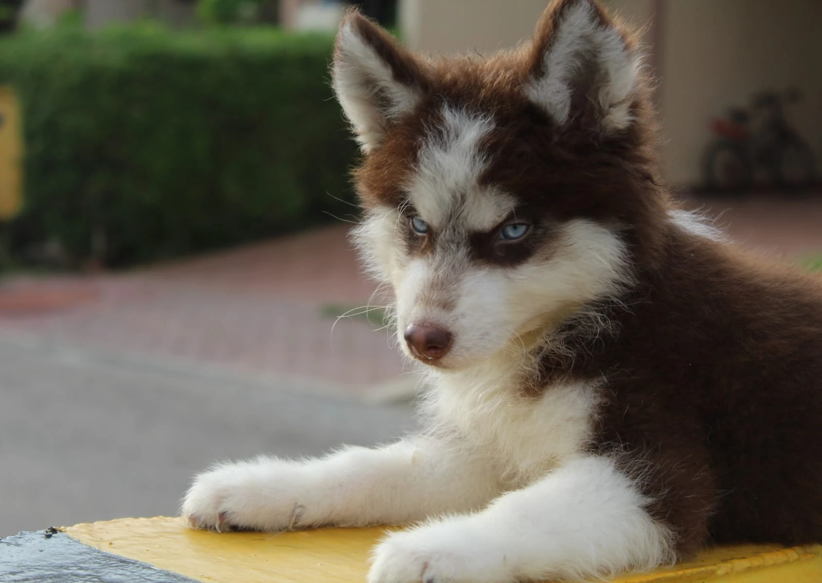 Husky puppies pair for sale