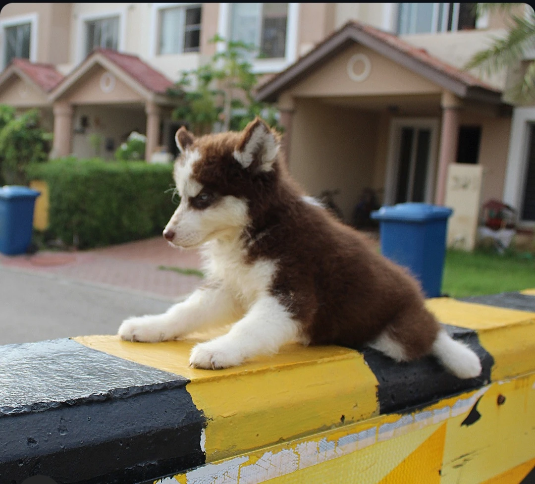 Husky puppies pair for sale