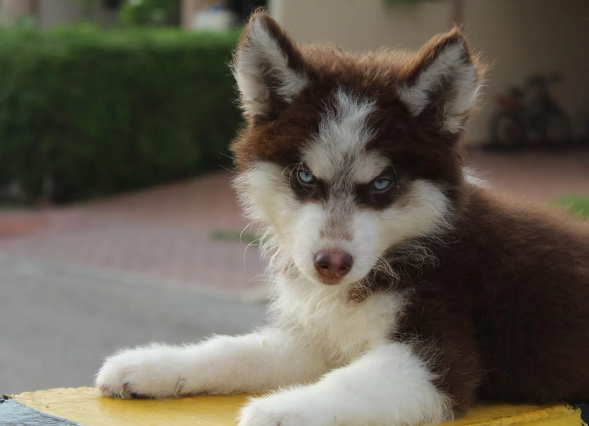 Husky puppies pair for sale