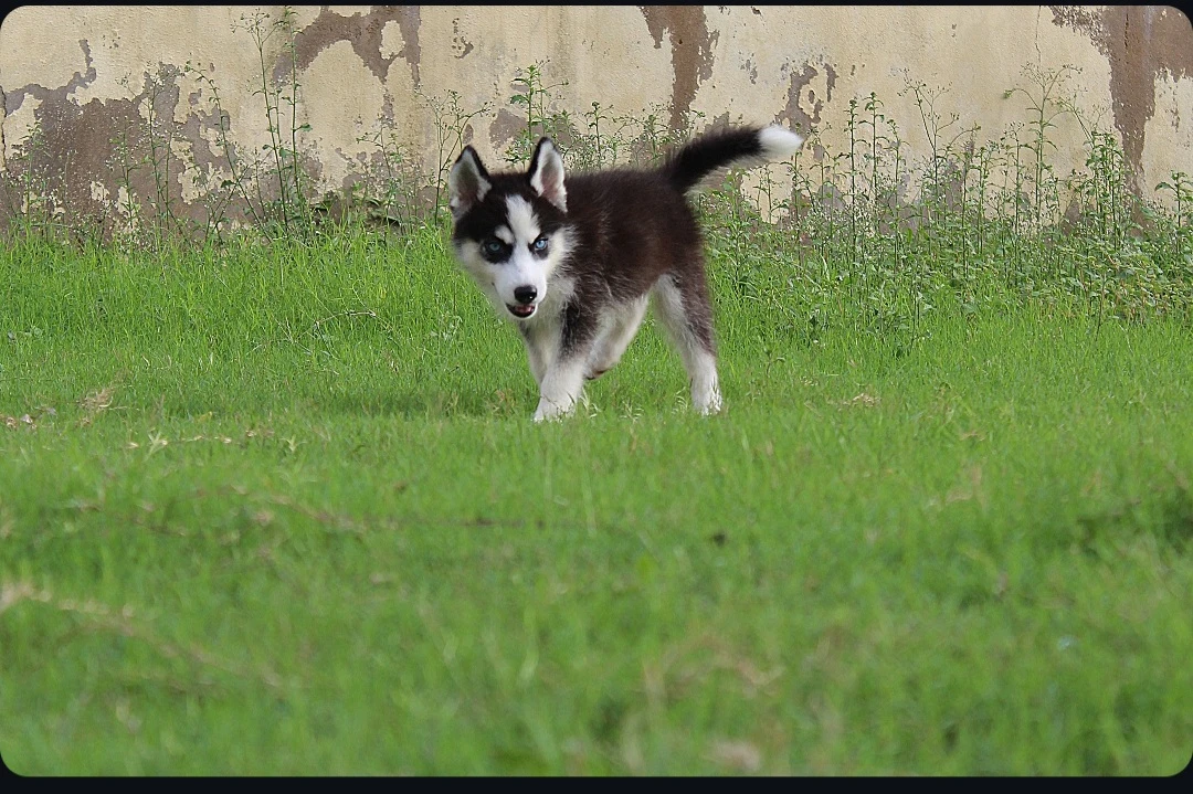 Husky puppies pair for sale