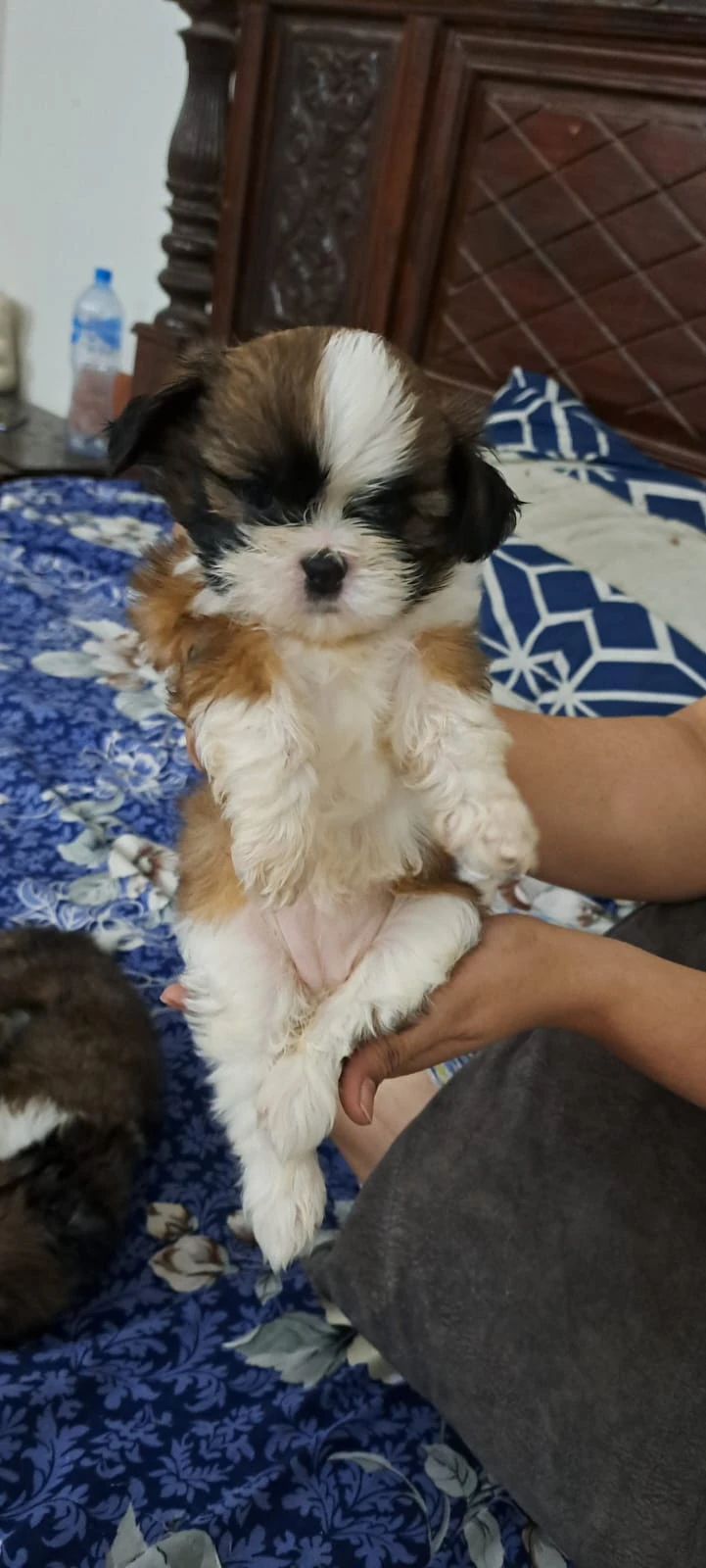 Shihtzu tea cup size female.age two months-Image 2