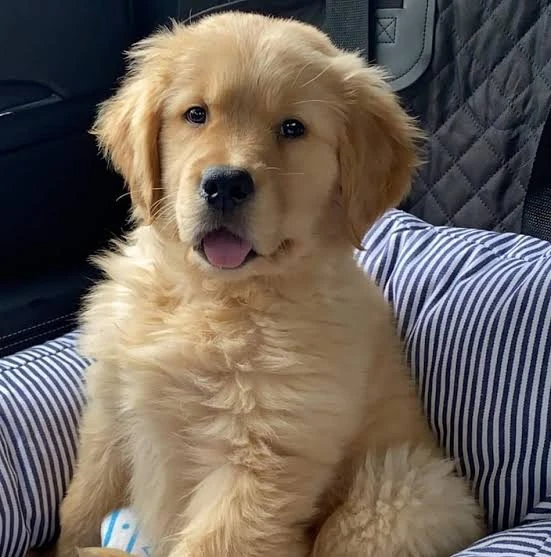 Golden retriever male puppy available