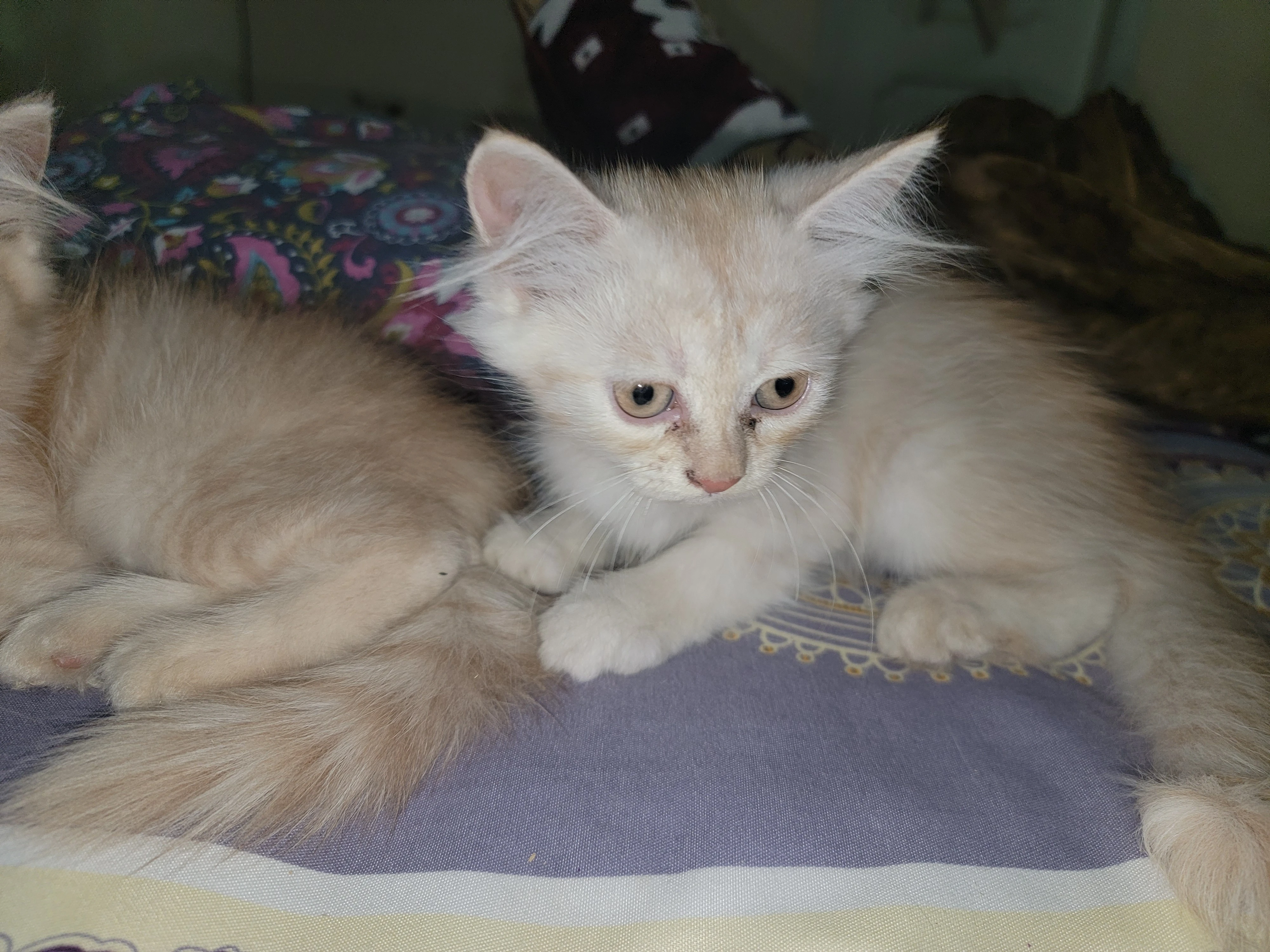 Pur3 persian double coated kittens