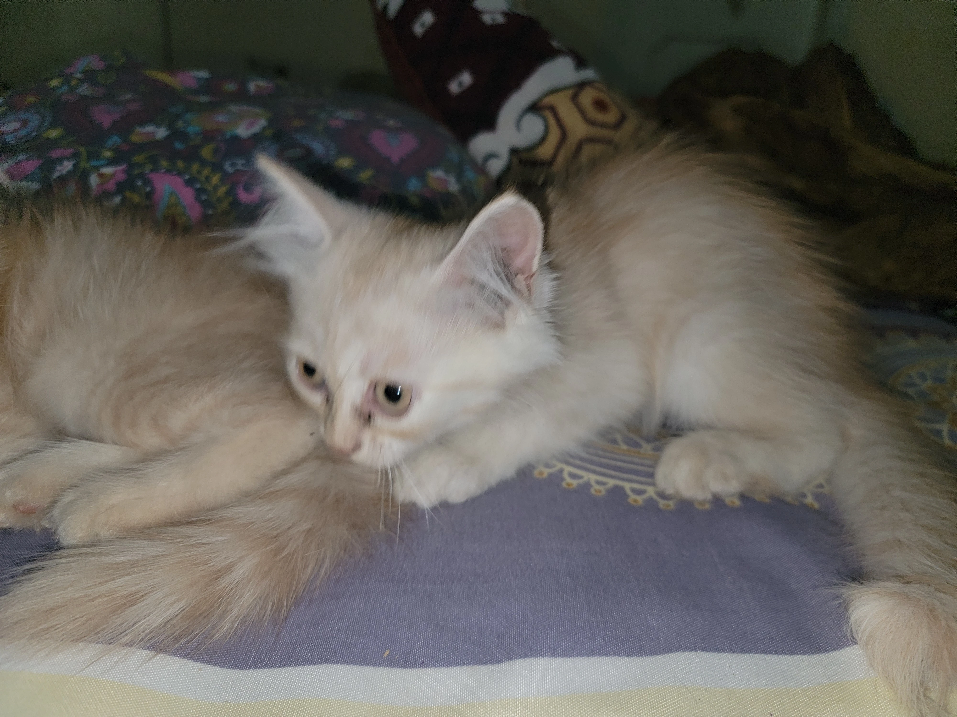 Pur3 persian double coated kittens