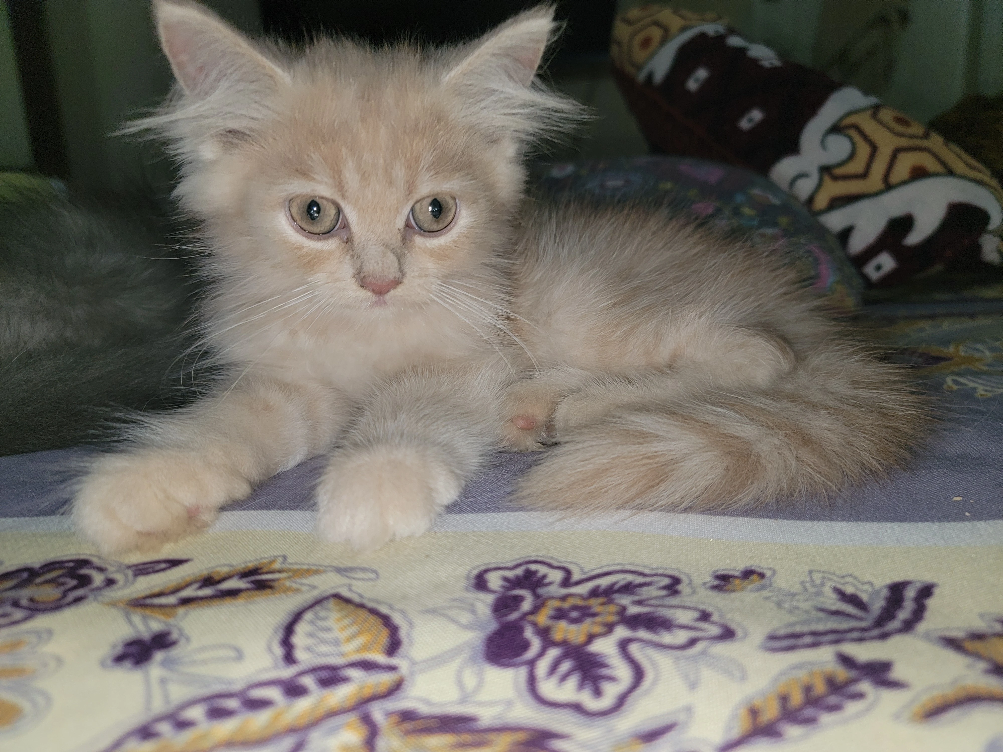 Pur3 persian double coated kittens