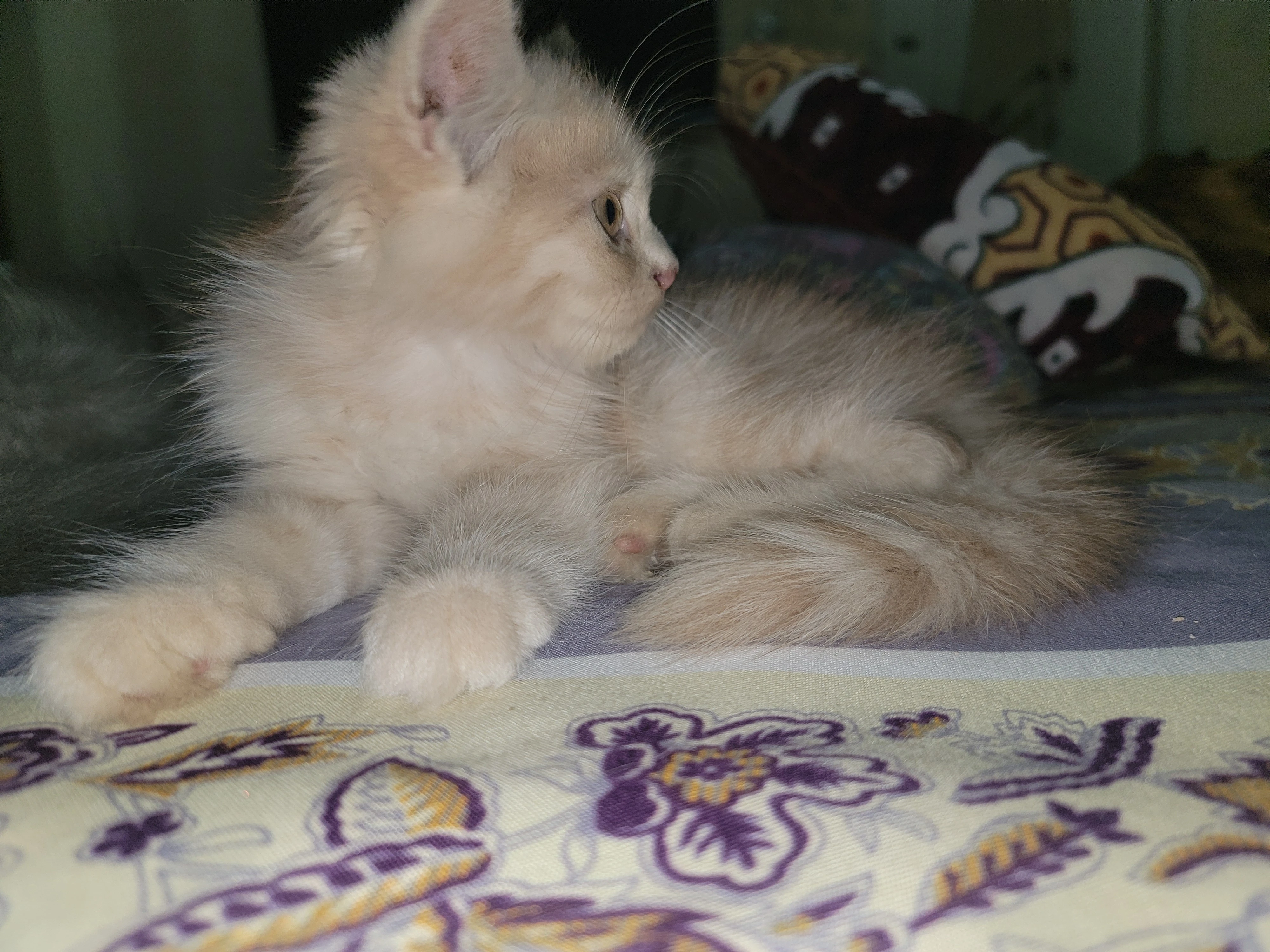 Pur3 persian double coated kittens