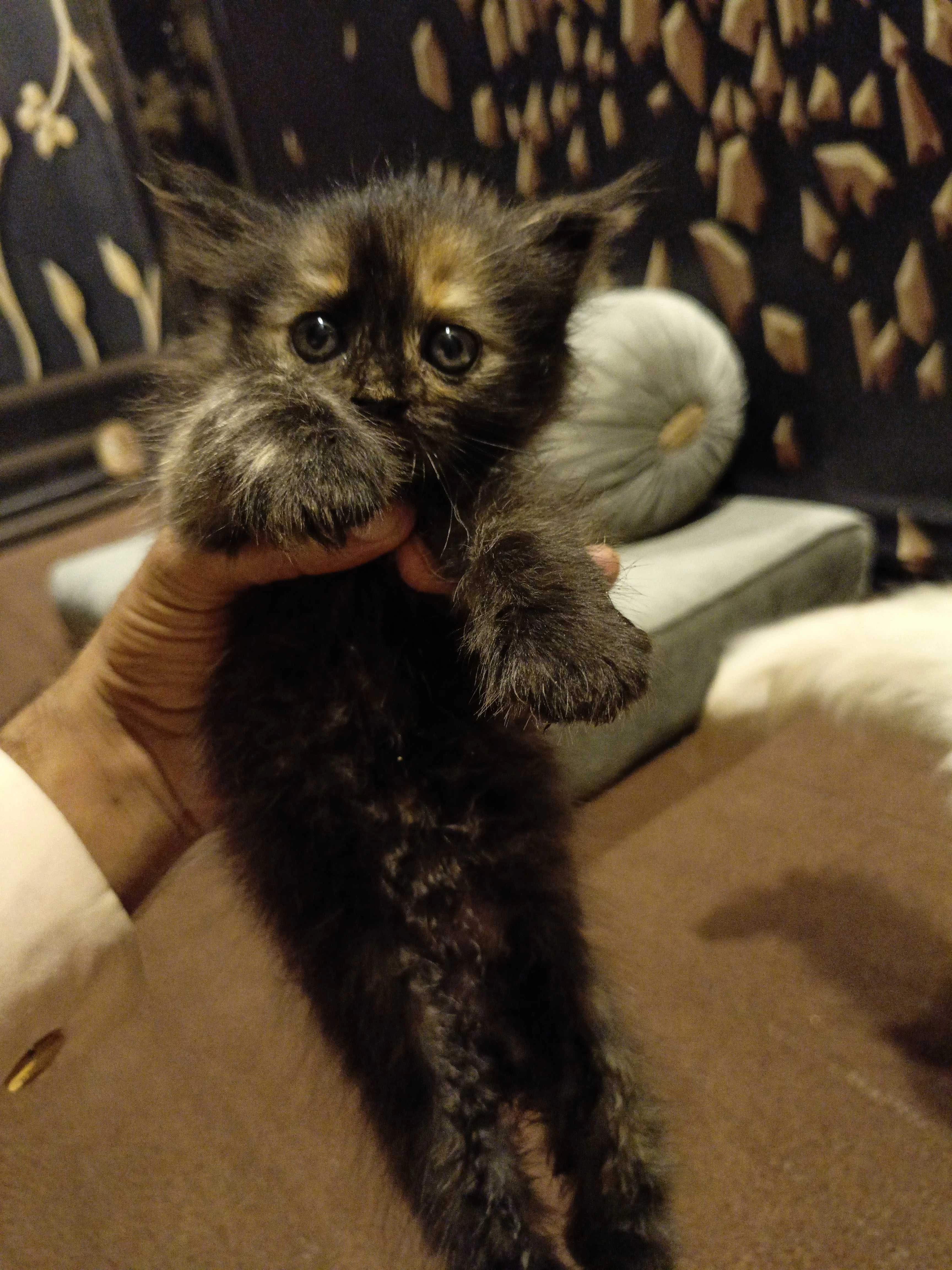 Persian kittens/cute kittens/Persian Cat/Kittens for Sale/cat for sale