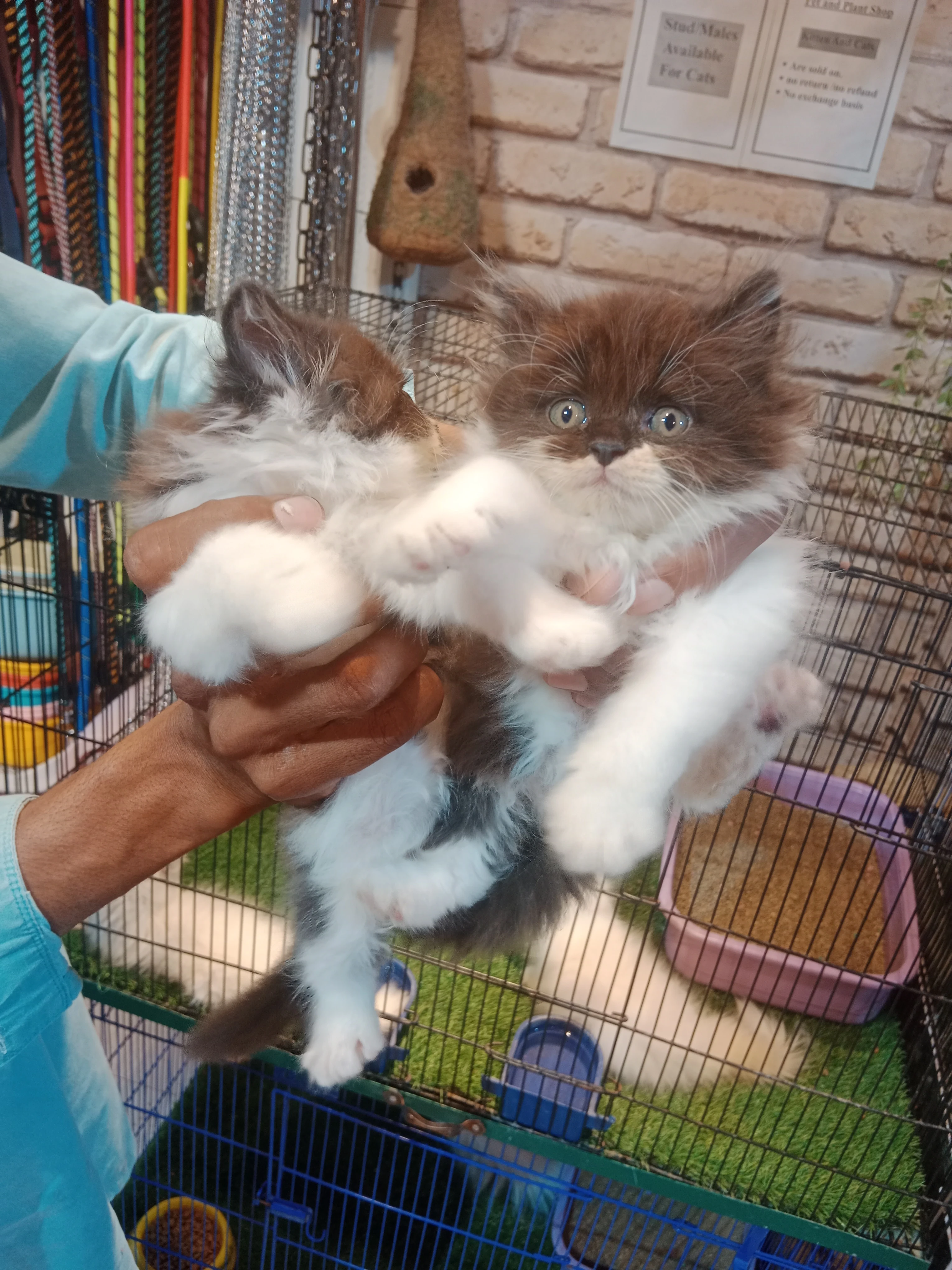 Bicolor kittens / grey white kitten/ double color