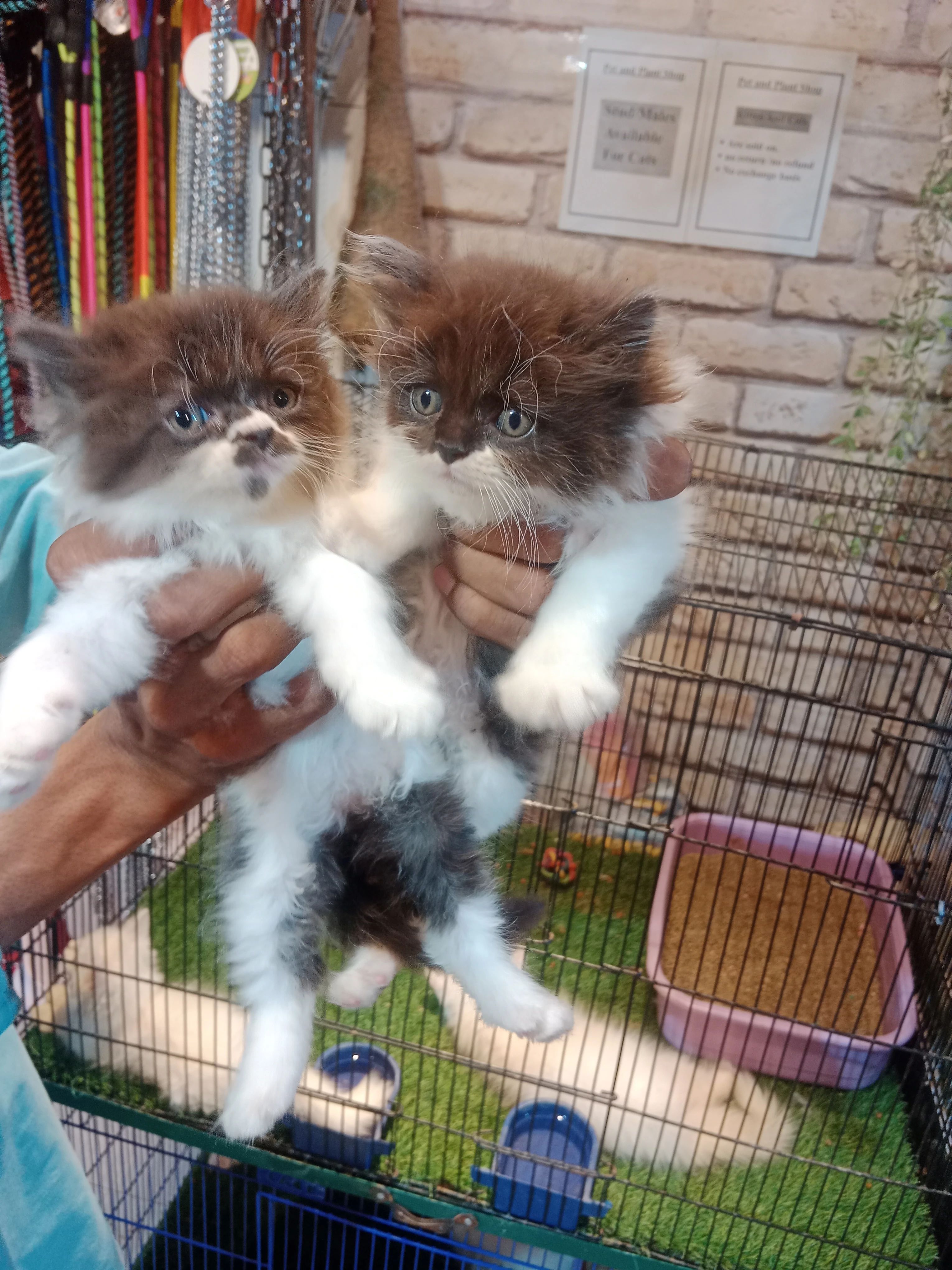 Bicolor kittens / grey white kitten/ double color-Image 5