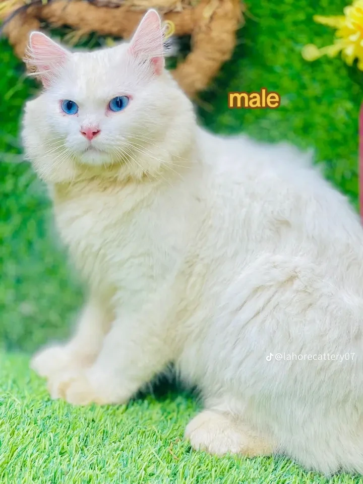 White cat