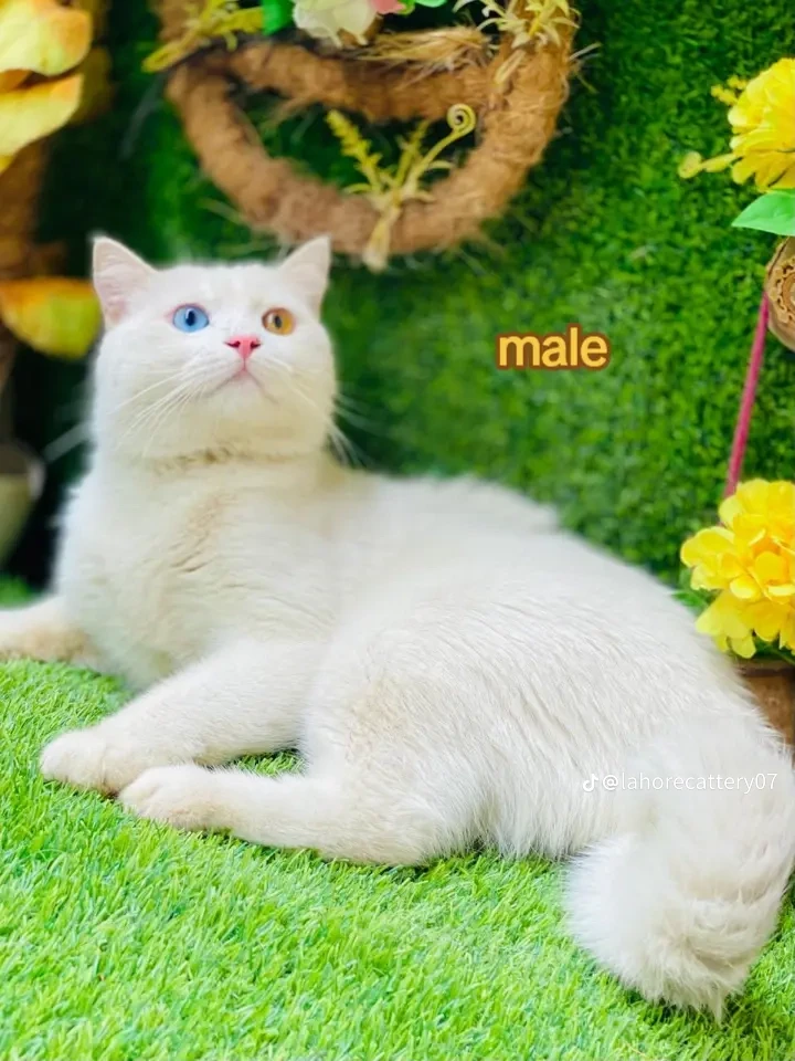 White cat-Image 2