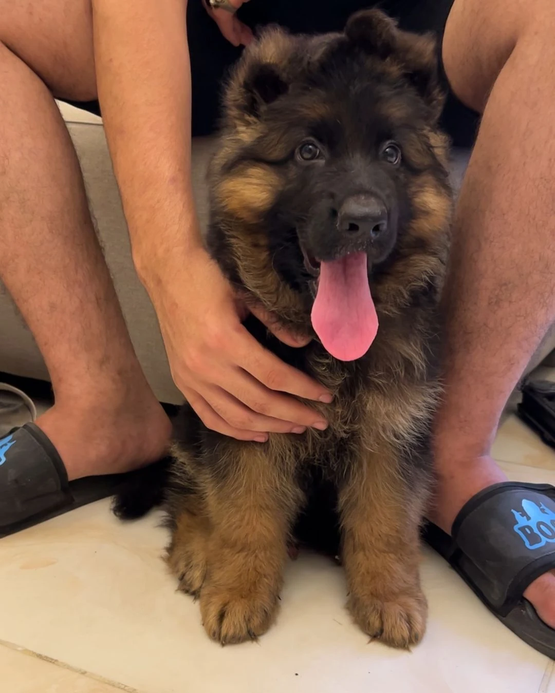 Pedigree long coat German shepherd puppies