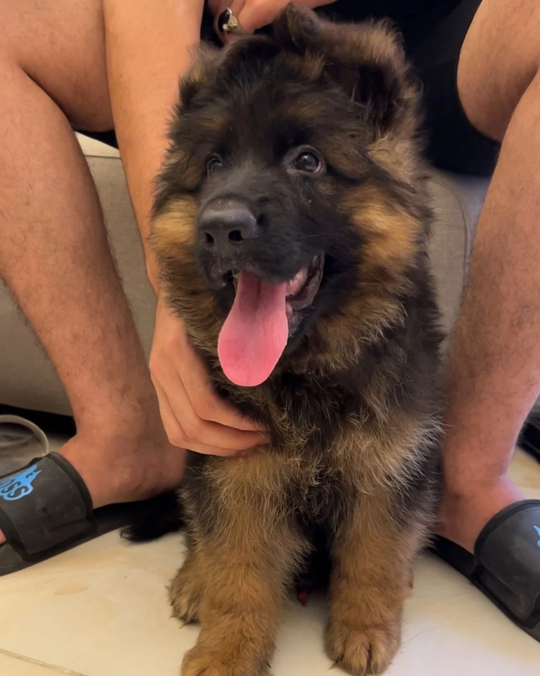 Pedigree long coat German shepherd puppies