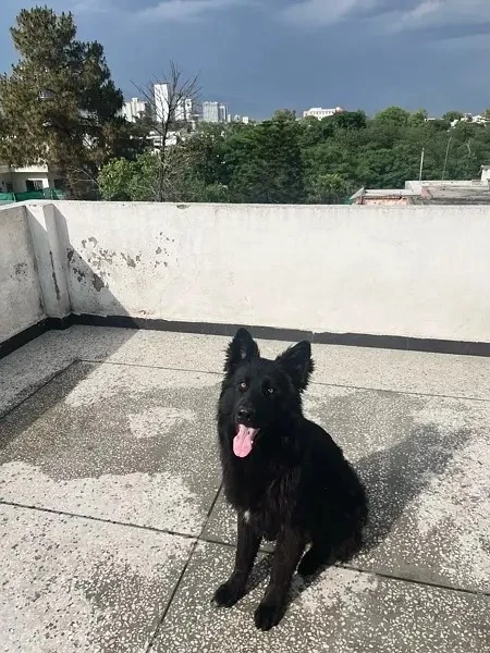 Long coat black German shepherd female available