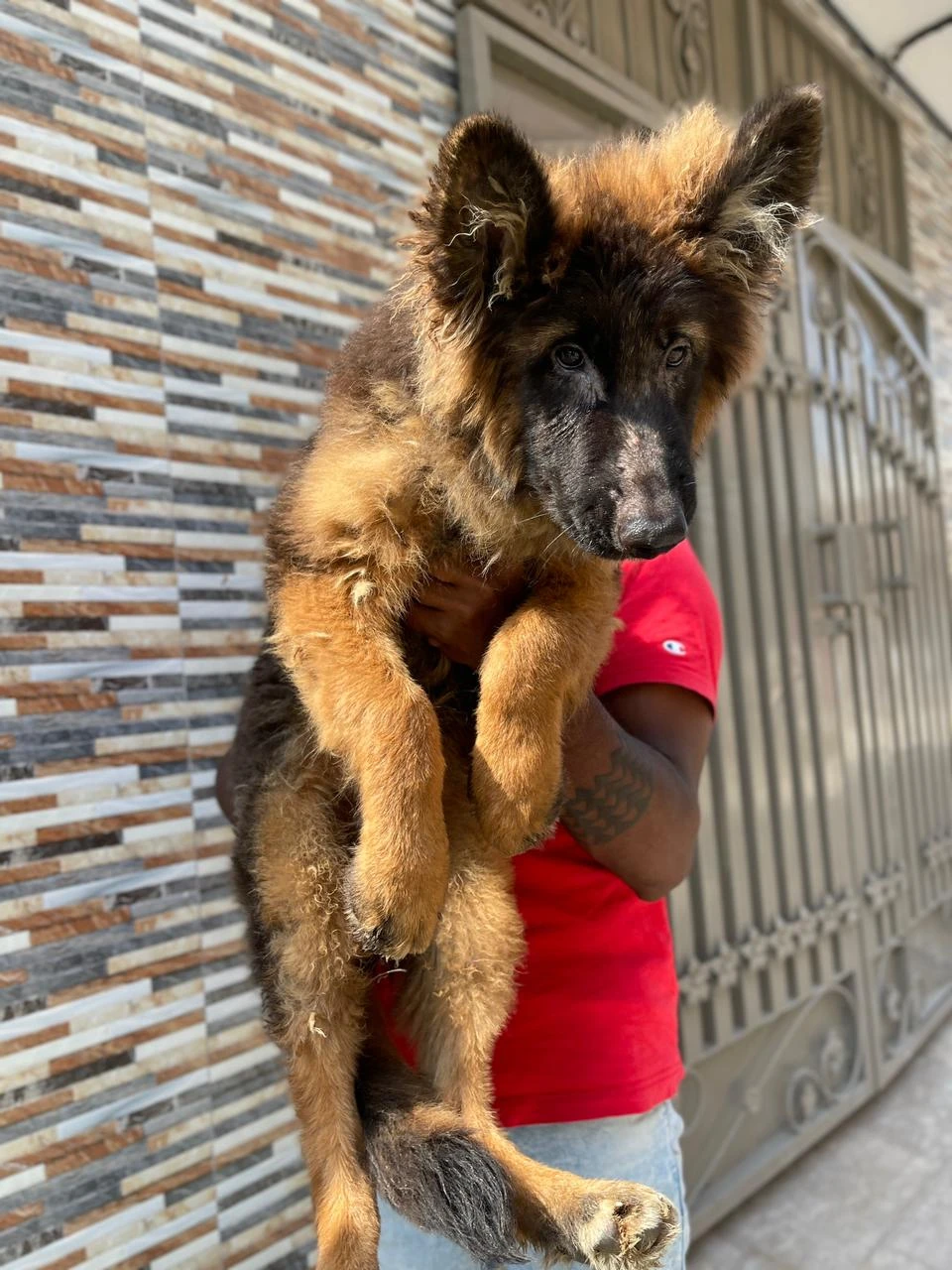 German shepherd puppy | Long coat puppies | Dog for sale | GSD-Image 1