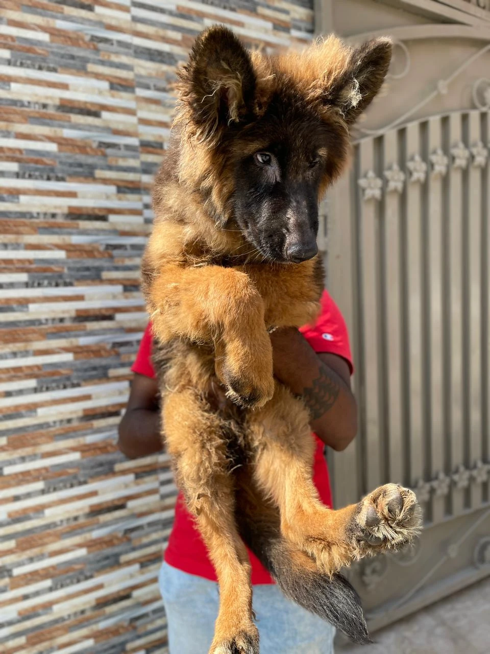 German shepherd puppy | Long coat puppies | Dog for sale | GSD