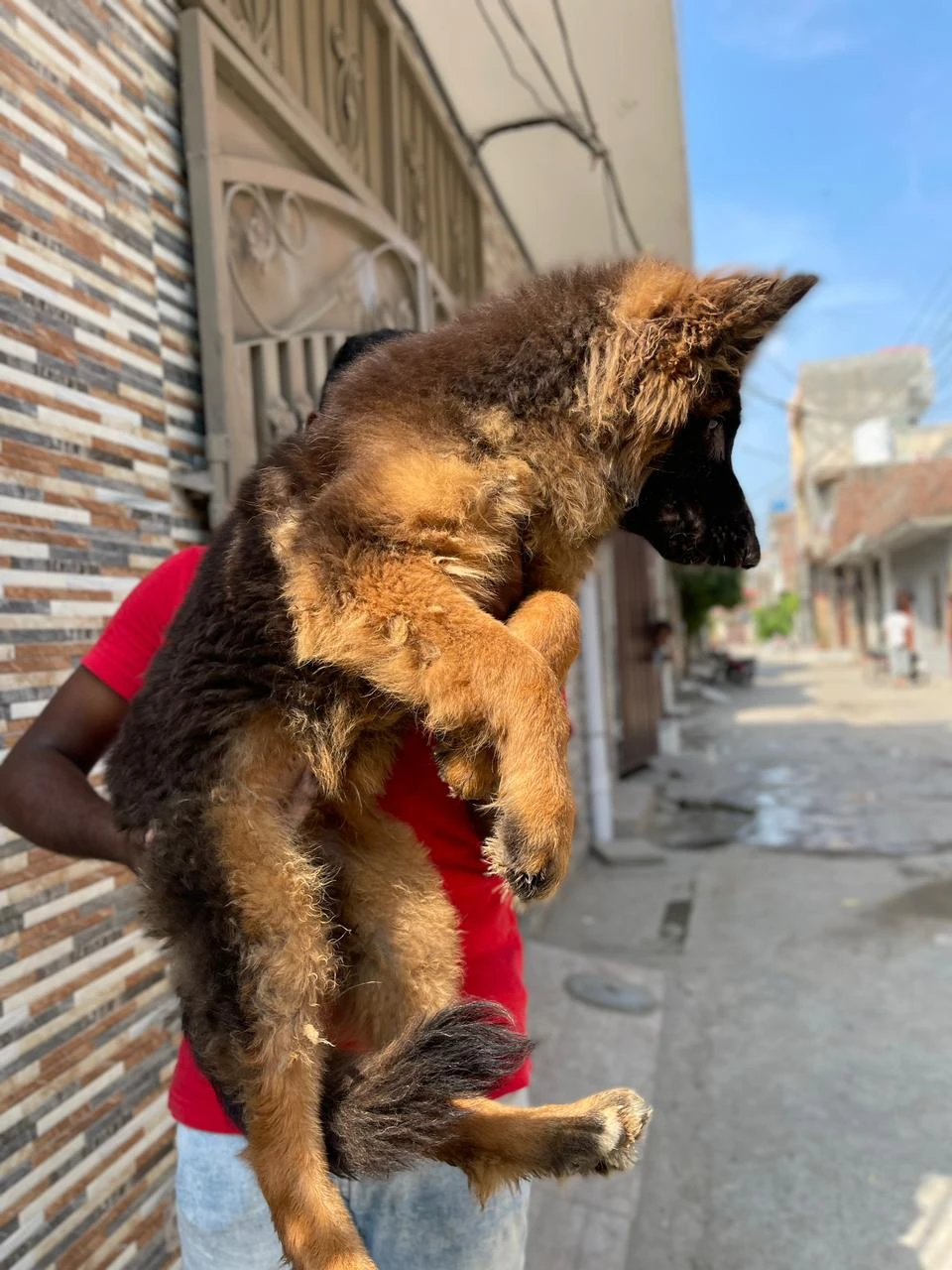 German shepherd puppy | Long coat puppies | Dog for sale | GSD