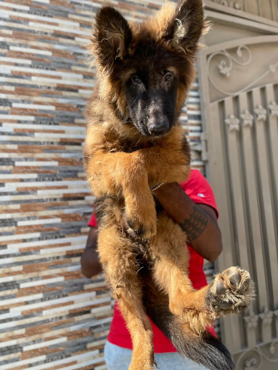 German shepherd puppy | Long coat puppies | Dog for sale | GSD-Image 5