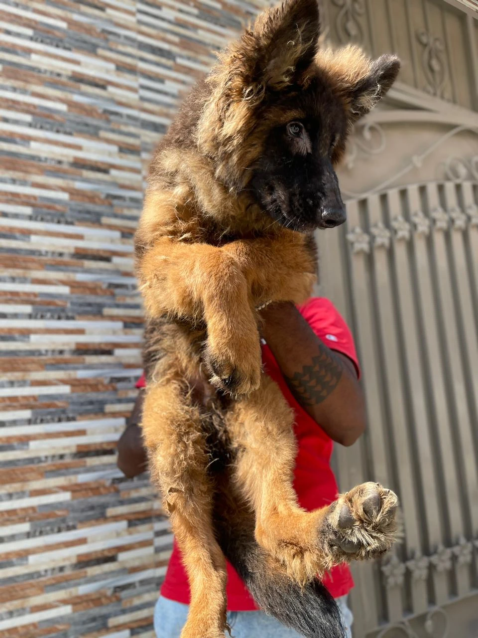 German shepherd puppy | Long coat puppies | Dog for sale | GSD-Image 6