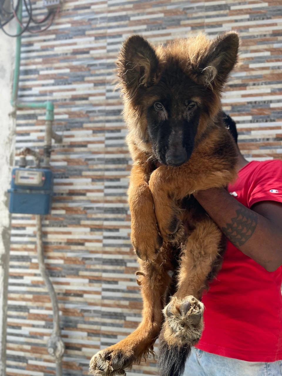 German shepherd puppy | Long coat puppies | Dog for sale | GSD