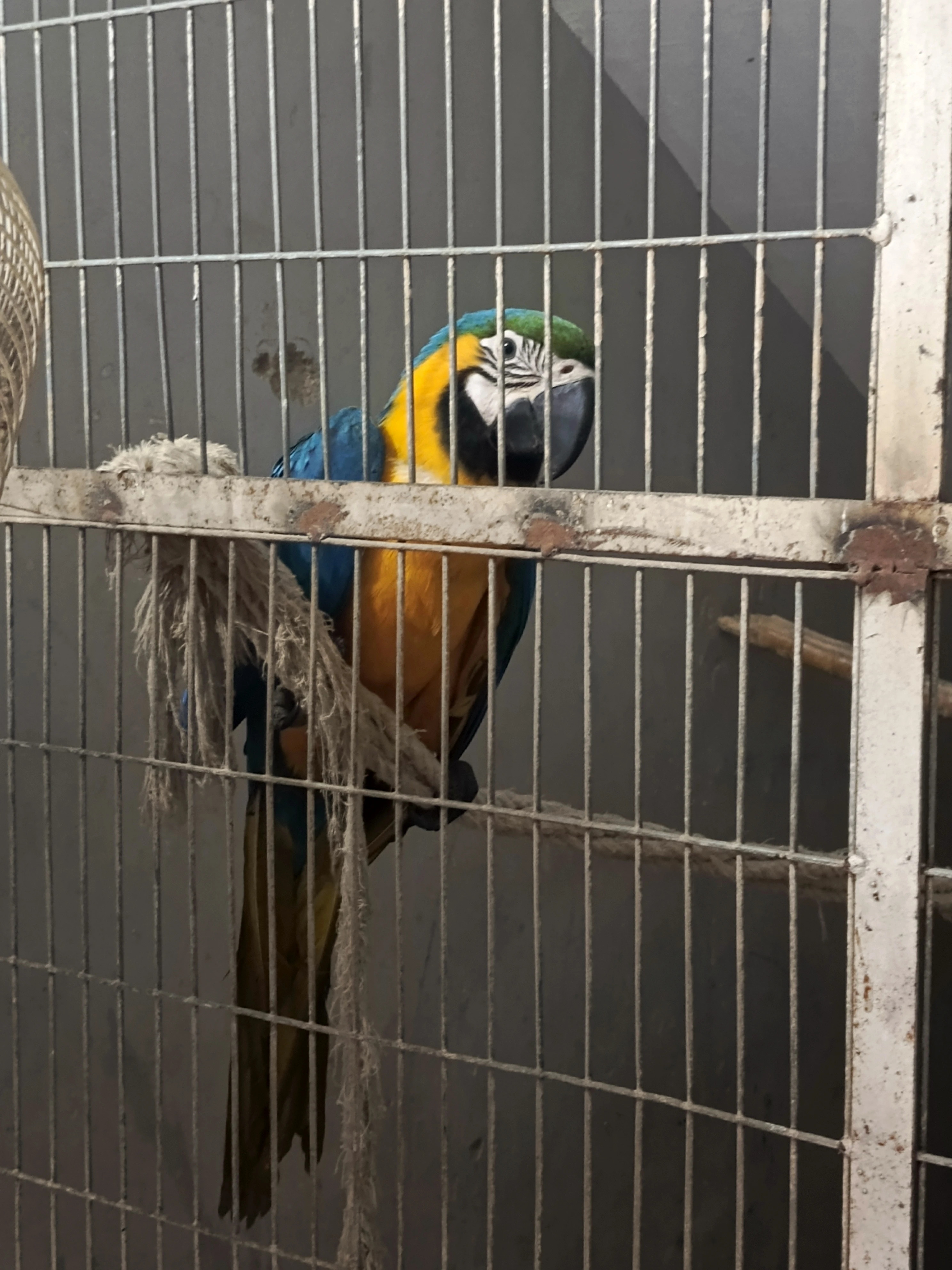 Macaw Blue n Gold