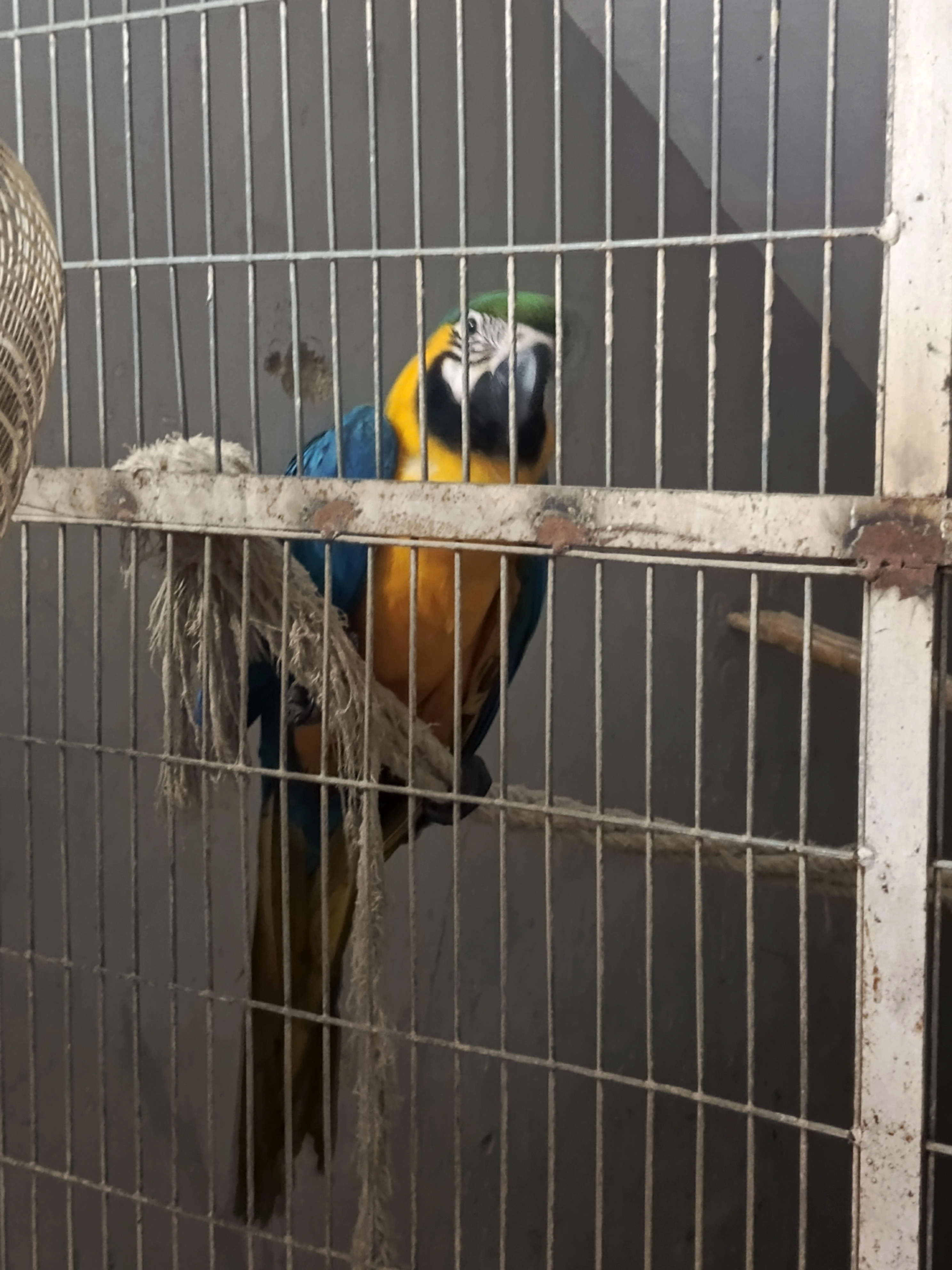 Macaw Blue n Gold