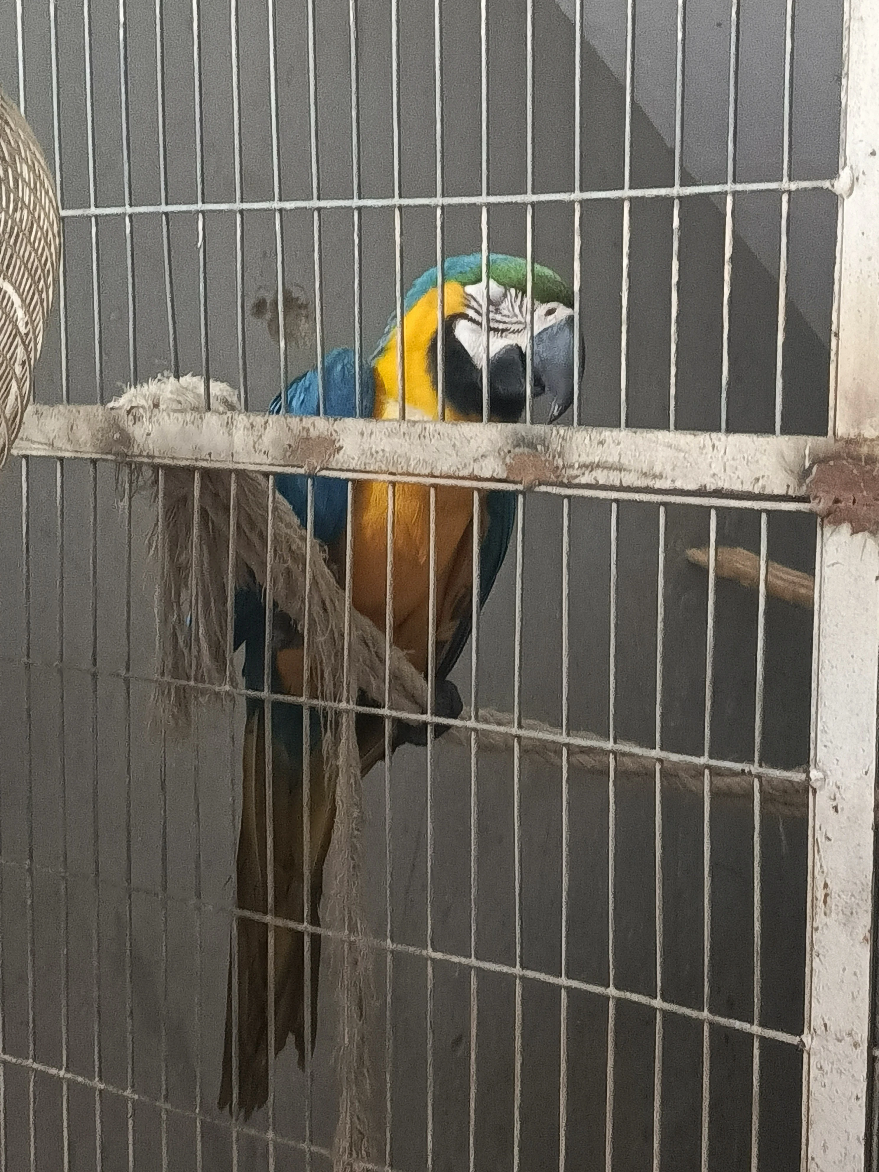 Macaw Blue n Gold-Image 4