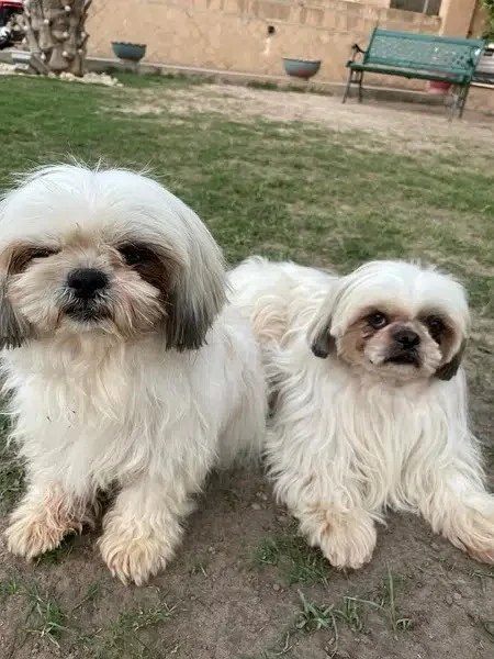 Shihtzu puppies available for sale-Image 1