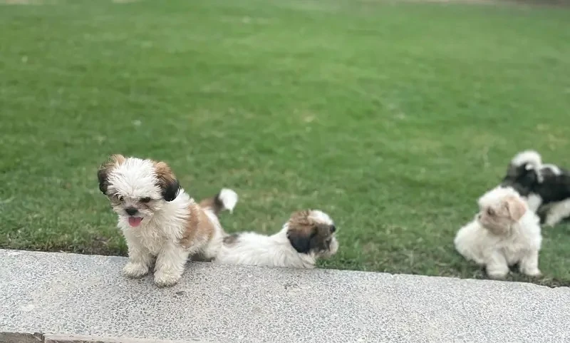 Shihtzu puppies available for sale