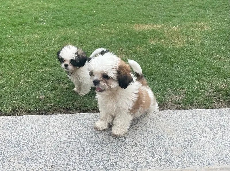 Shihtzu puppies available for sale