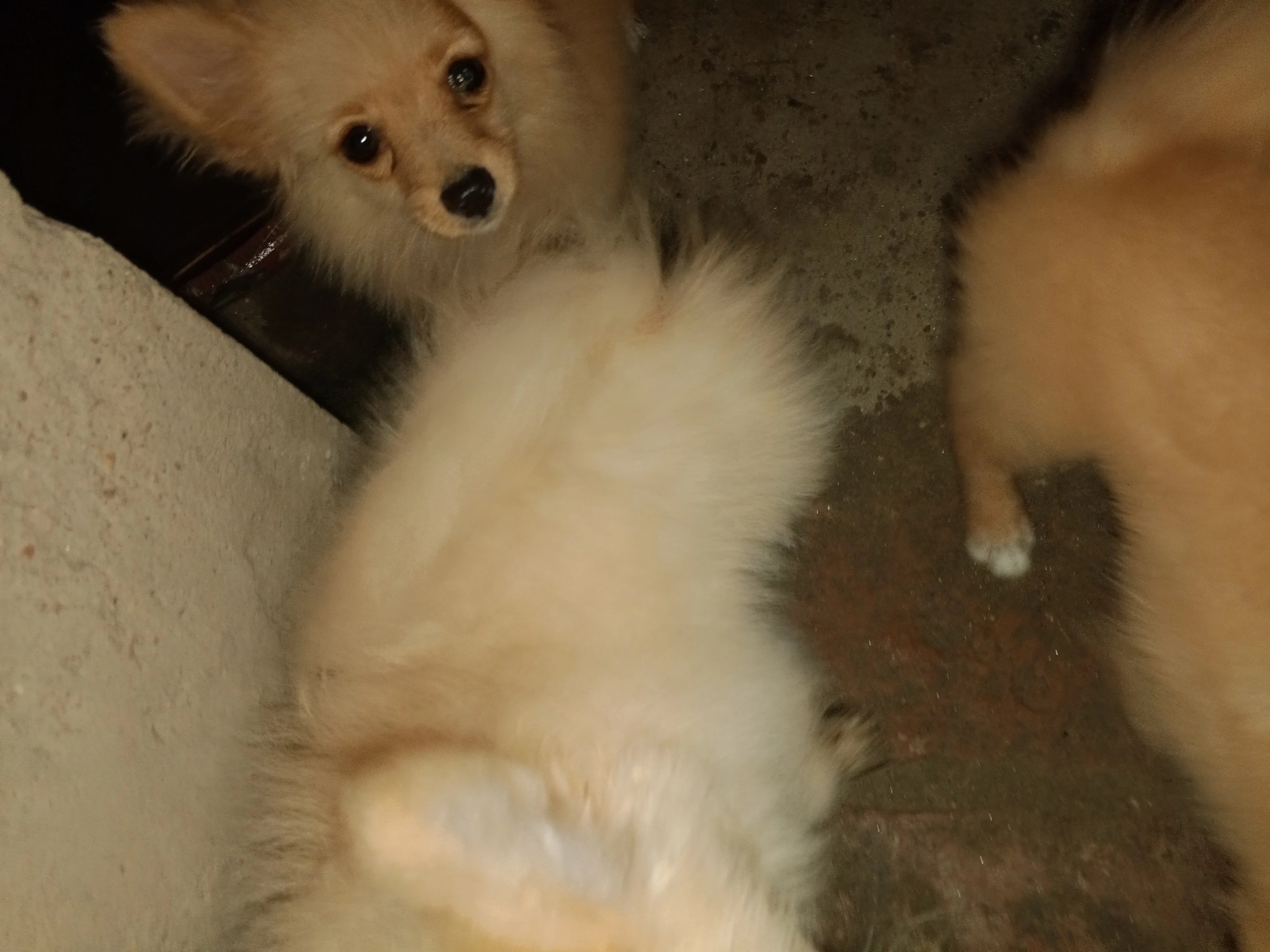 Pomeranian puppies male healthy and active-Image 1