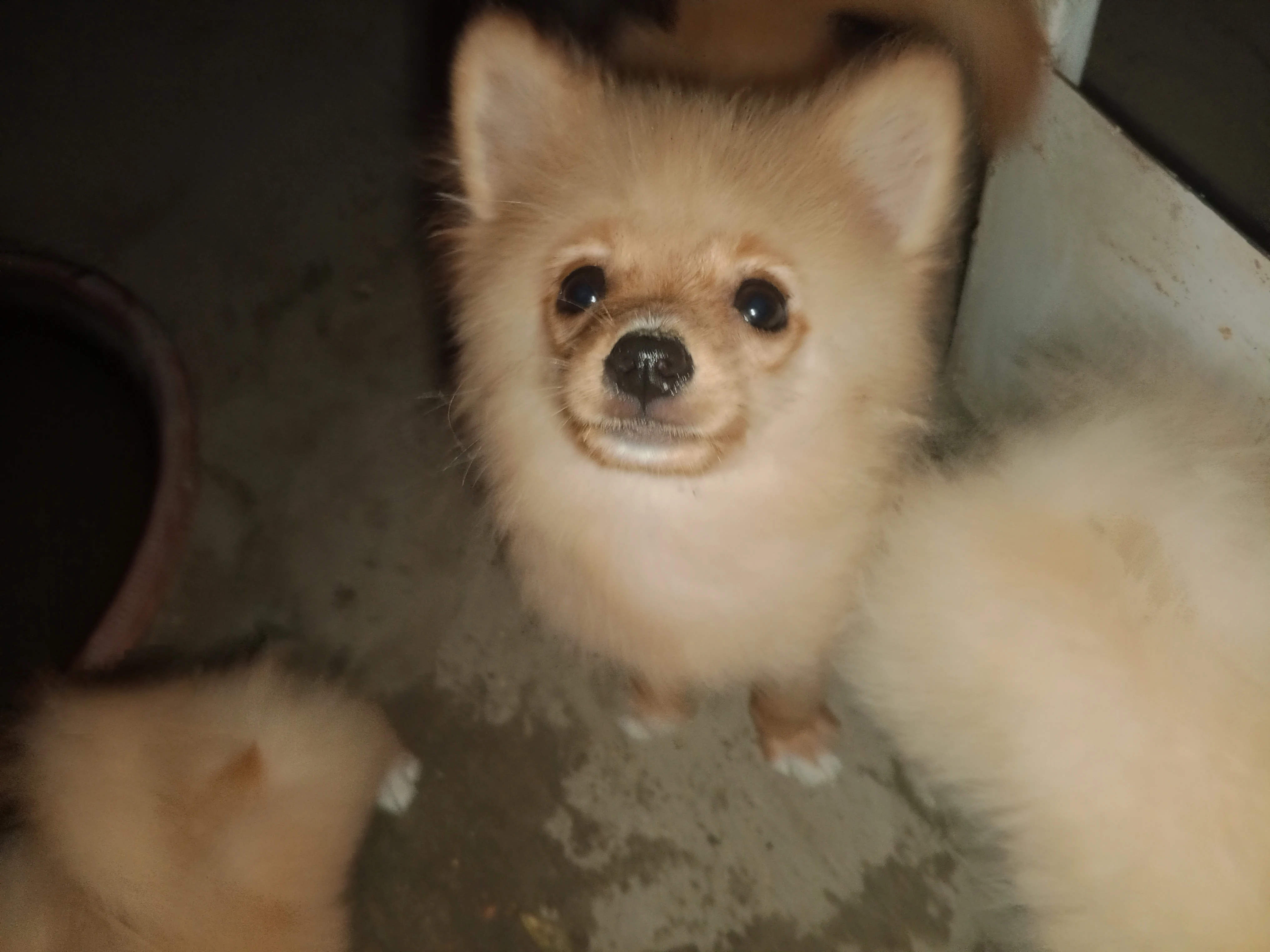 Pomeranian puppies male healthy and active