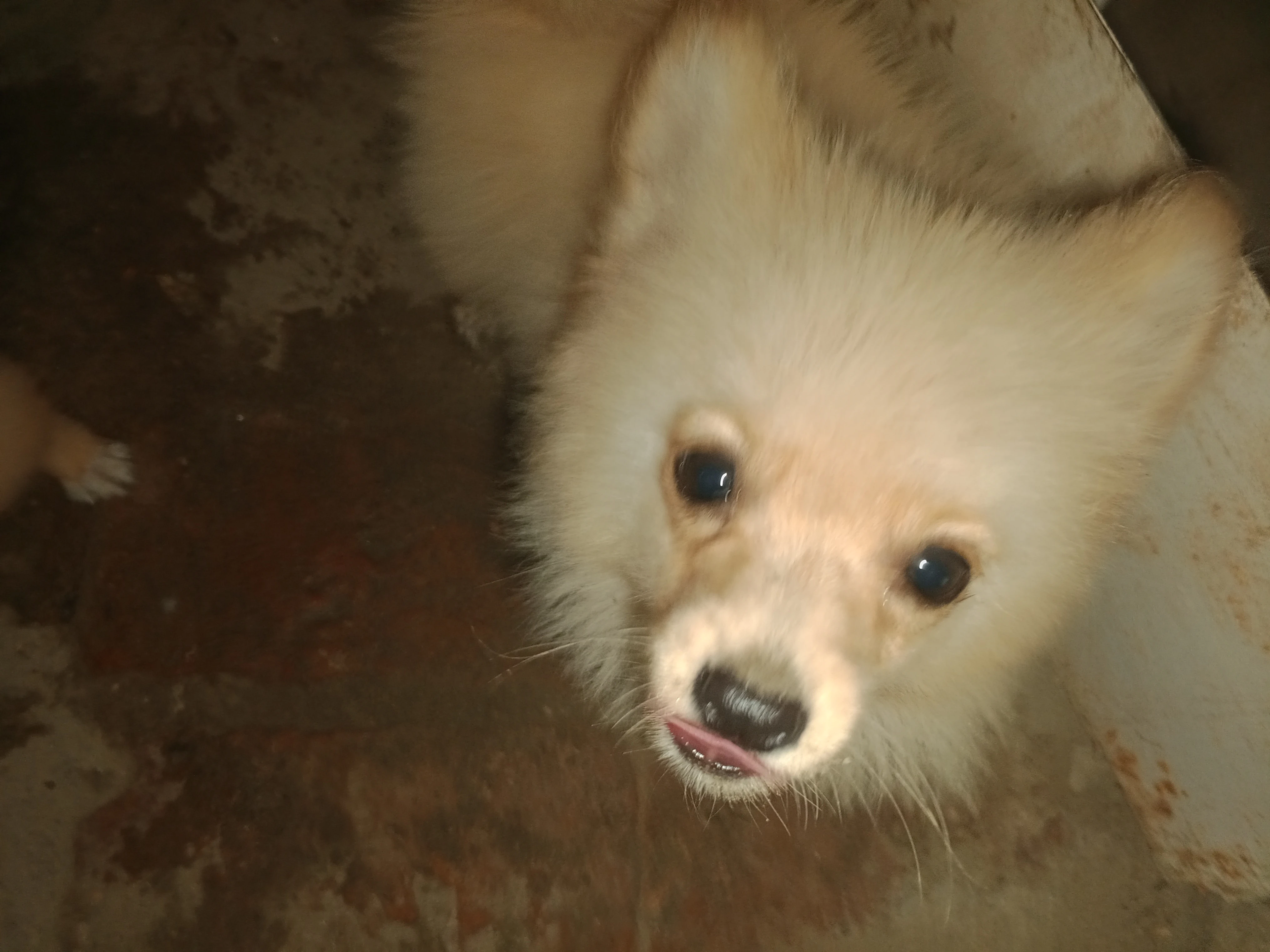 Pomeranian puppies male healthy and active