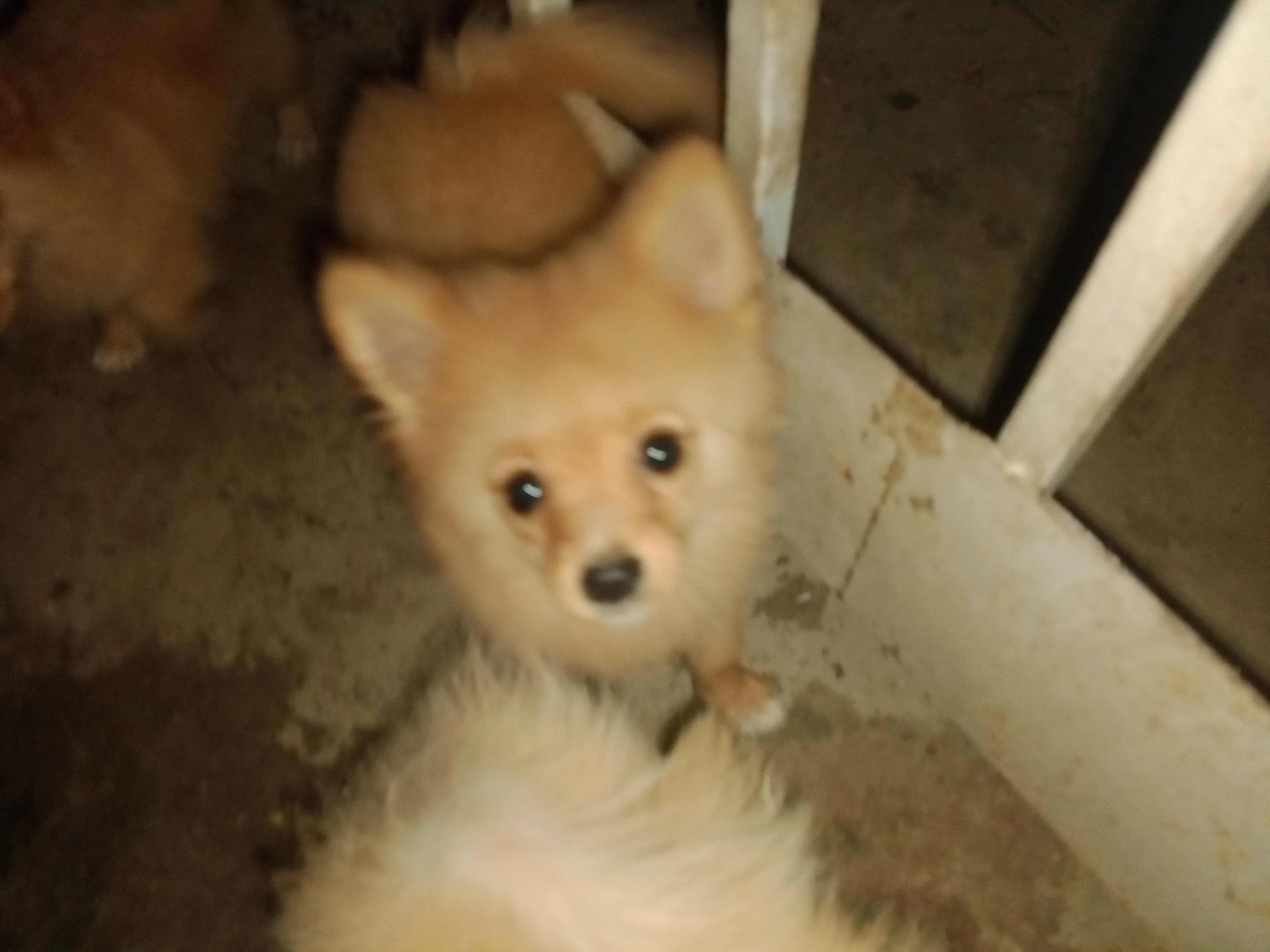 Pomeranian puppies male healthy and active