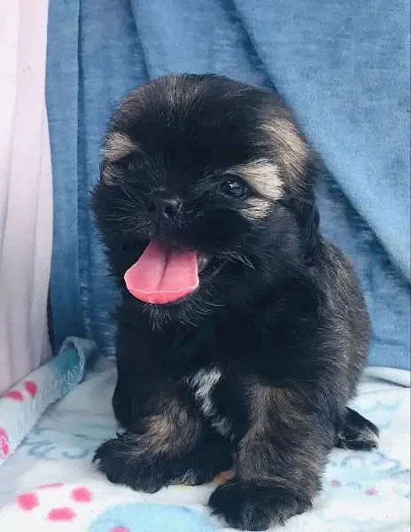 Maltipoo puppies available looking for a new home