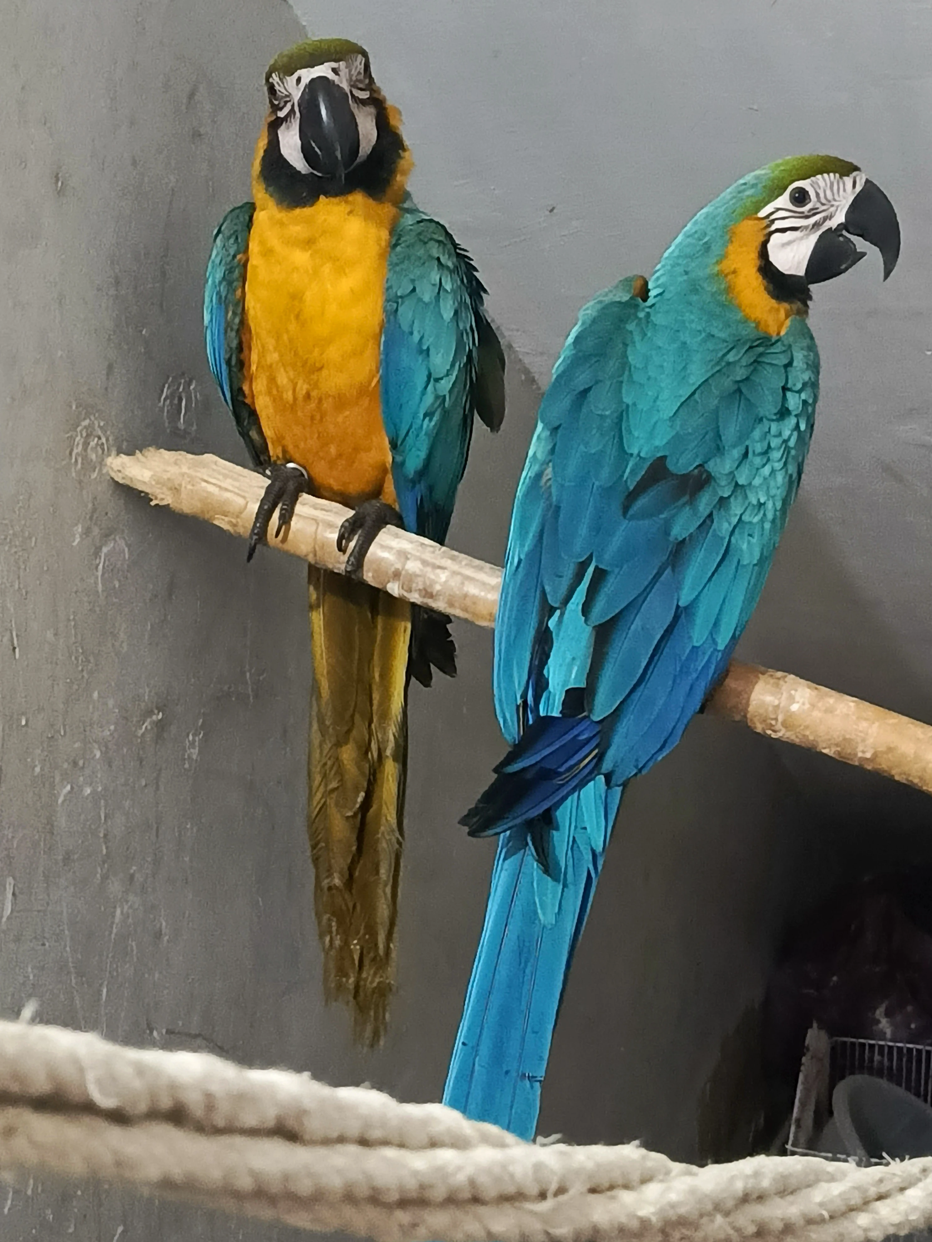 Macaw Blue n Gold tame pair with DNA-Image 1