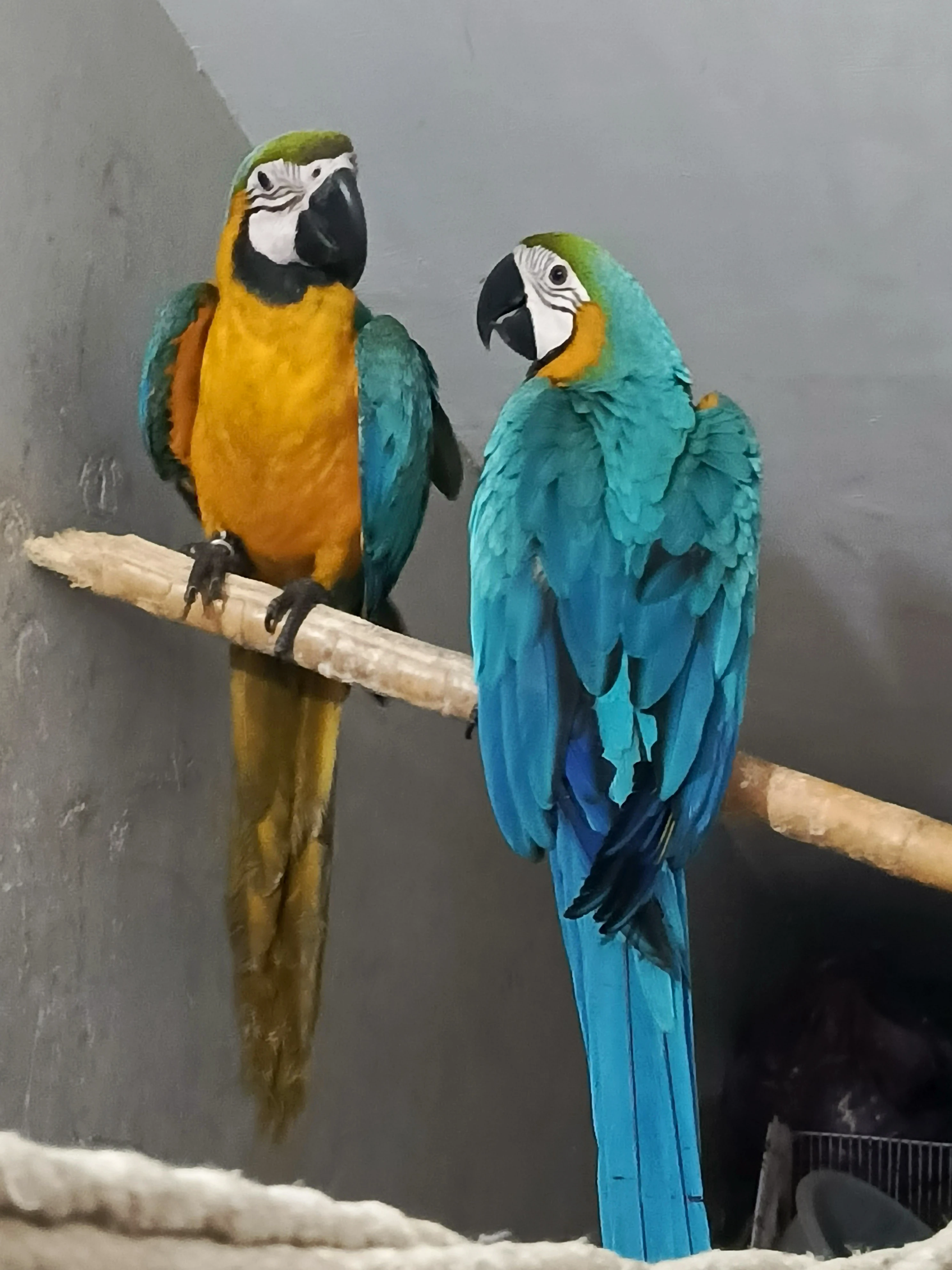 Macaw Blue n Gold tame pair with DNA