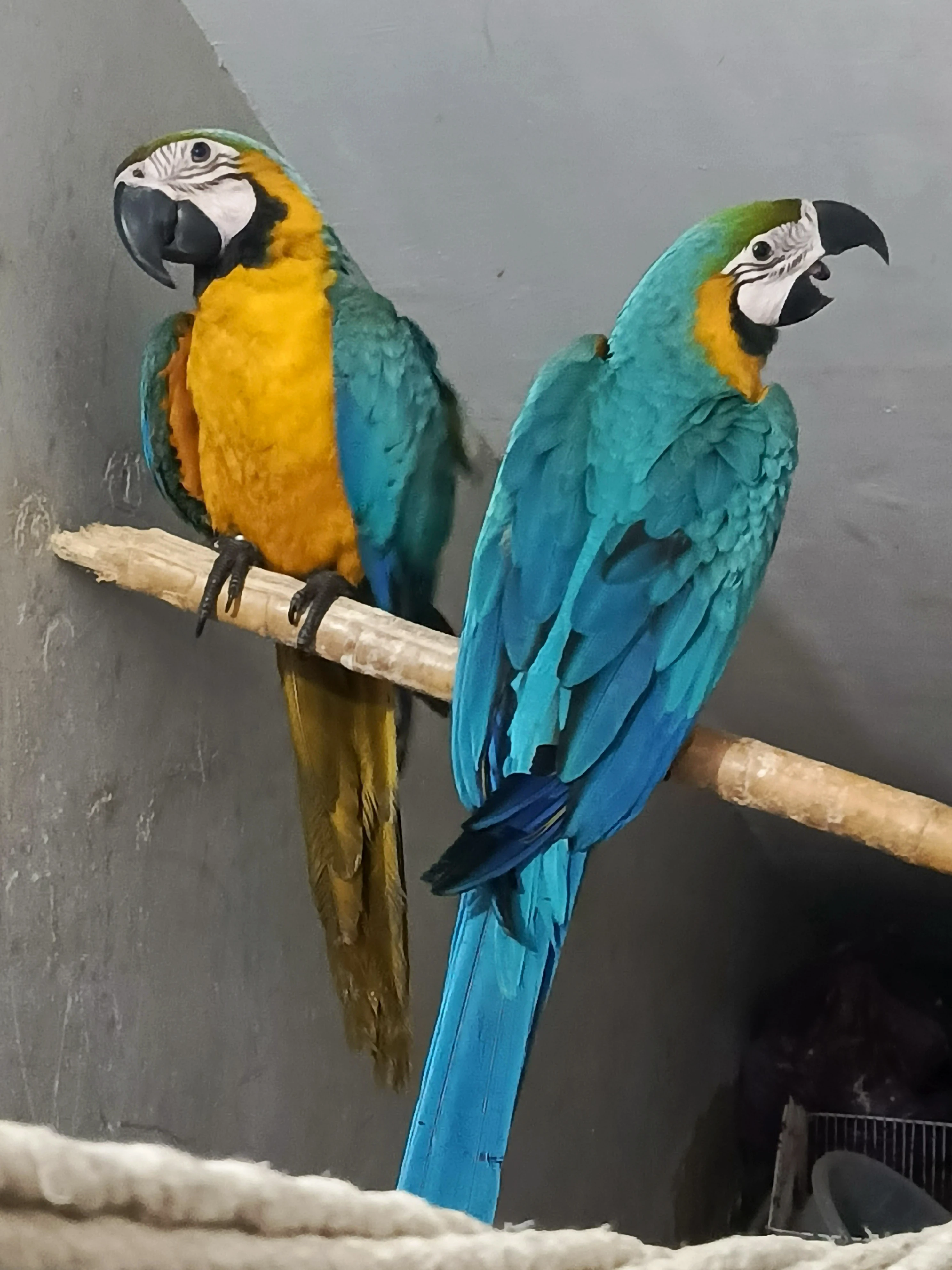 Macaw Blue n Gold tame pair with DNA-Image 4