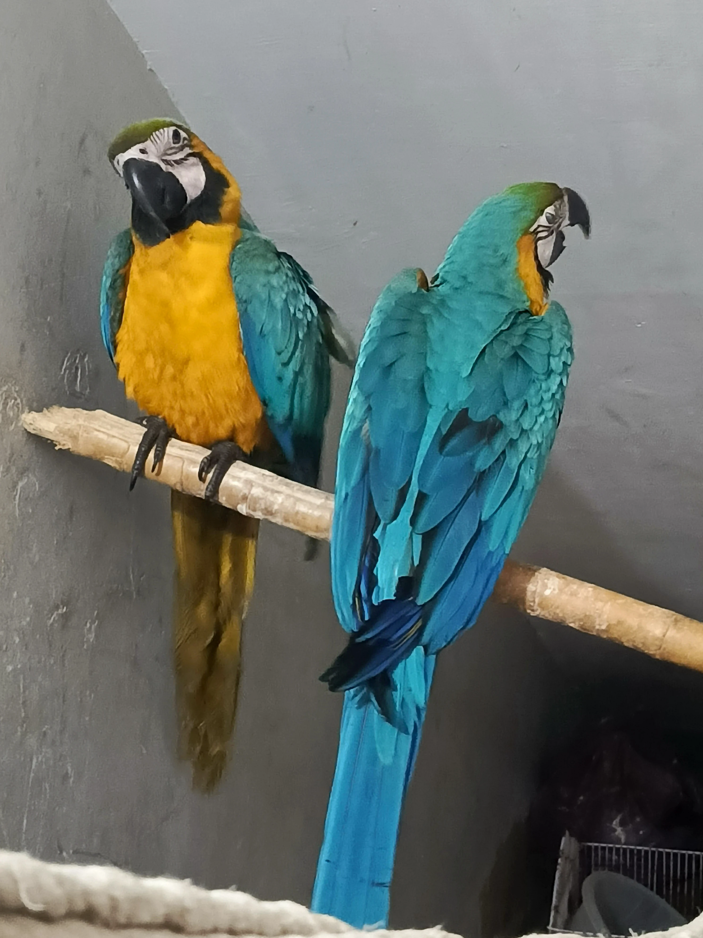 Macaw Blue n Gold tame pair with DNA-Image 5