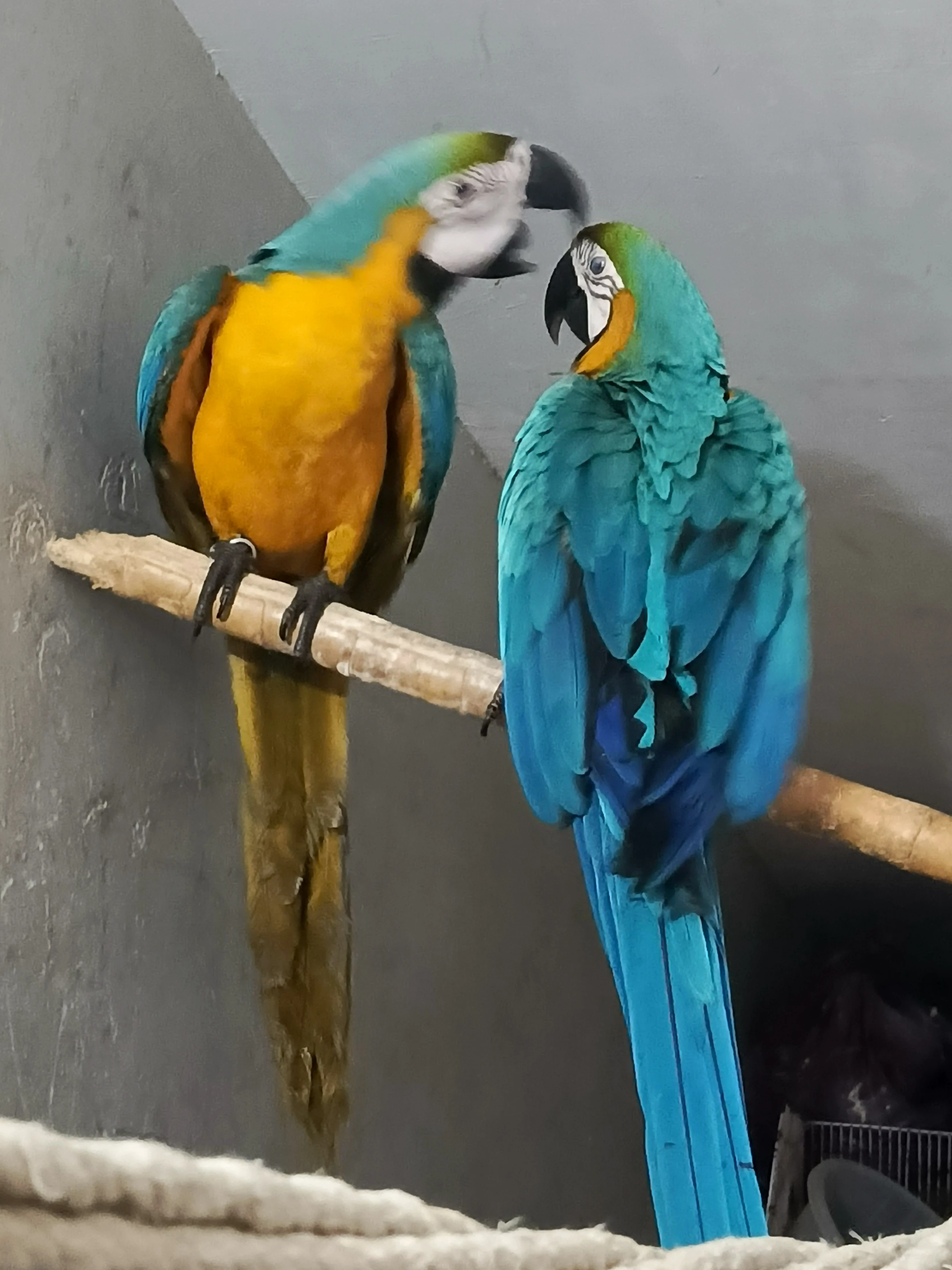 Macaw Blue n Gold tame pair with DNA