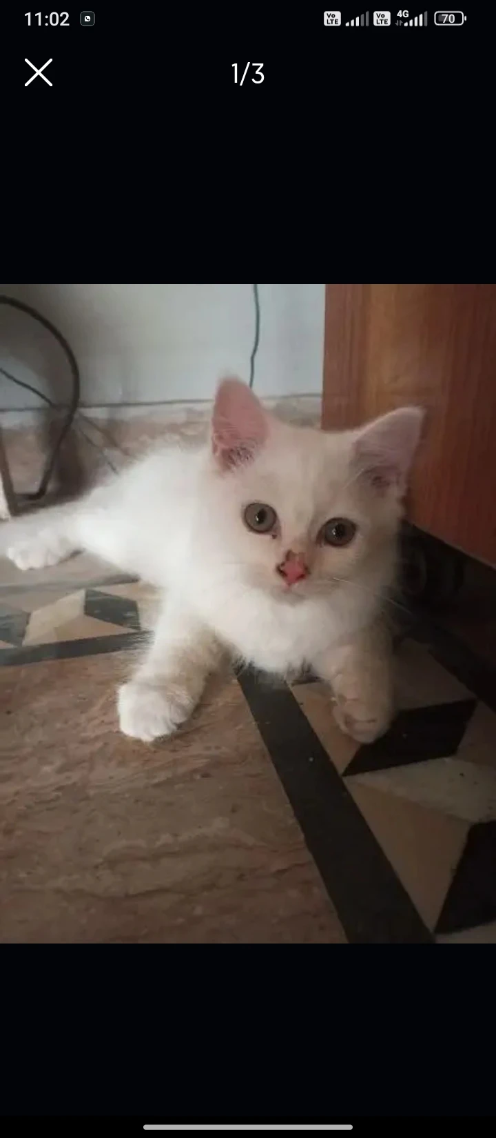 White female Persian kitten