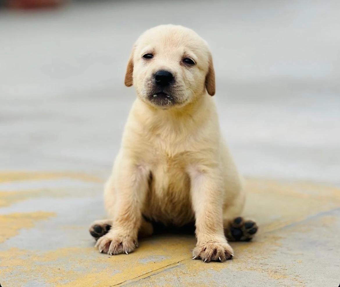 Labrador Female  puppy-Image 1